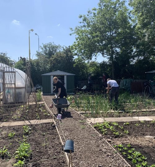 Projects rot allotments