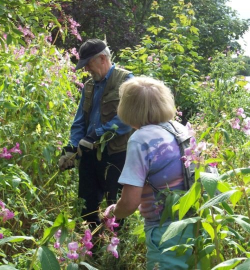 Projects rot lilly ponds